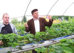 Суниці на столах у плівковому тунелі поблизу Варшави демонструє Анжей Сосінський